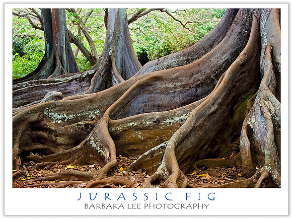 Moreton Bay Figs - Allerton Gardens, Kaua'i - May, 2008
