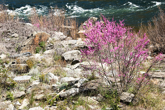 Redbud by the River