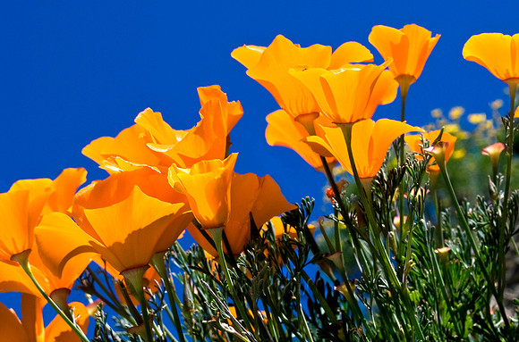California Poppies on Mines Road South of Livermore, California - April, 2008