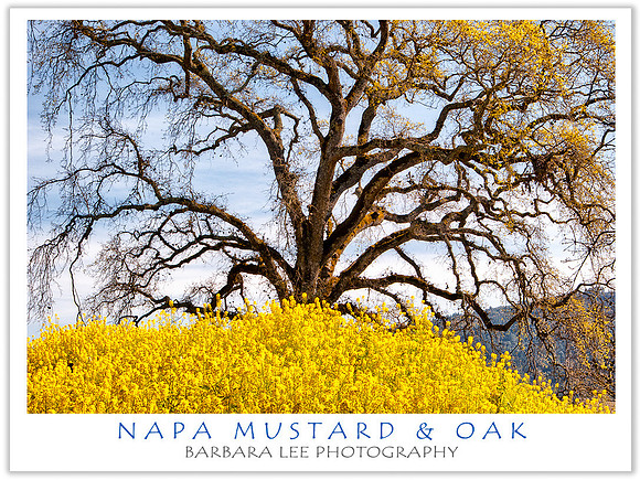 Napa Mustard and Oak