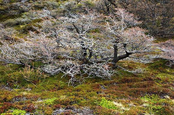 White Trees in the Landscape