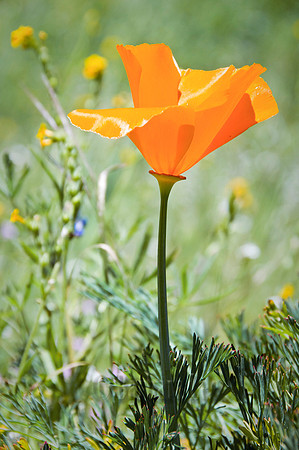 Poppy Portrait