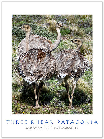 Three Rheas
