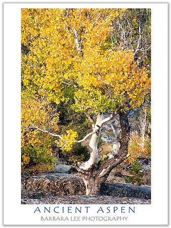 Ancient Aspen