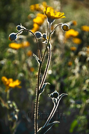 Desert Sunflower Field, Anza Borrego Desert State Park - March, 2010