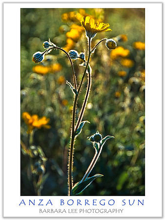 Anza Borrego Sun