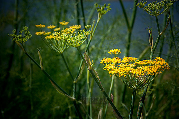 Yarrow - Coyote Hills Regional Park