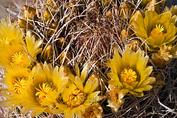 Barrell Cactus Blossoms - Anza Borrego Desert