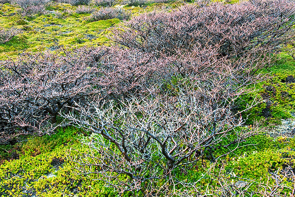 High Plateau Bushes
