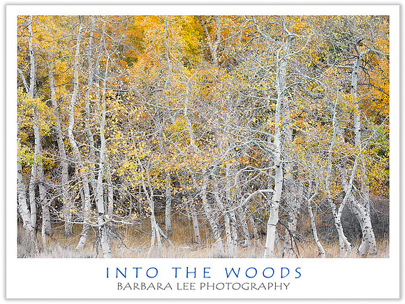 Into the Woods