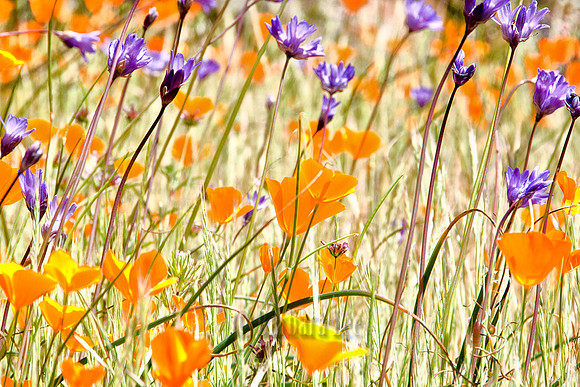 Poppies and Bluedicks Along the Hite Cove Trail, Merced River Canyon - March, 2009