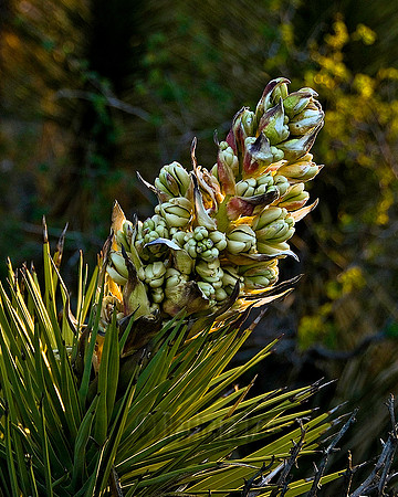 Joshua Tree Bloom on Highway 138 Heading to Antelope Valley, California - March, 2008
