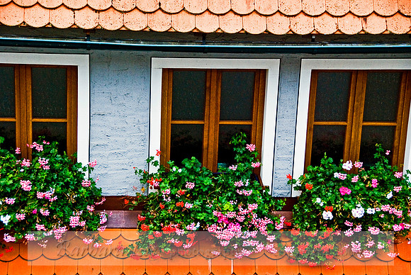 Pink Geraniums