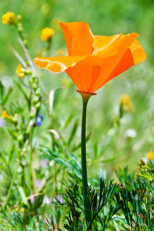 Poppy Portrait, Merced River Canyon - March, 2009