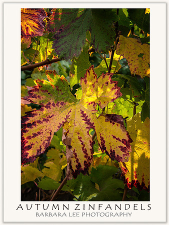 Autumn Zinfandels