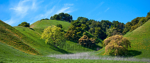 Briones Panorama