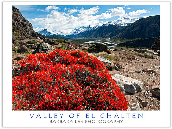 Valley of El Chalten with Guanaco Bush