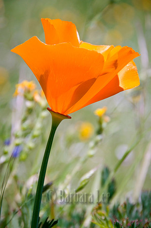 Single Poppy