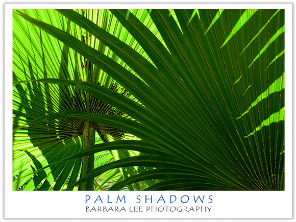 Shadowed Palms, Allerton Gardens, Kaua'i