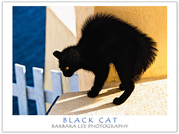 Black Cat