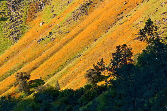 Field of Orange