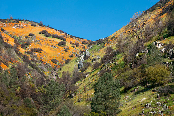 Up the Canyon