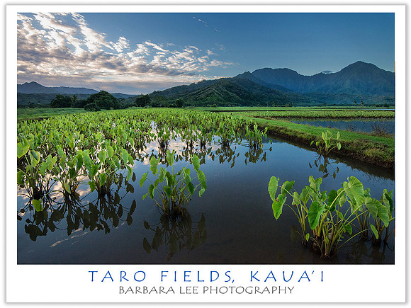 Taro Fields, Kaui'i