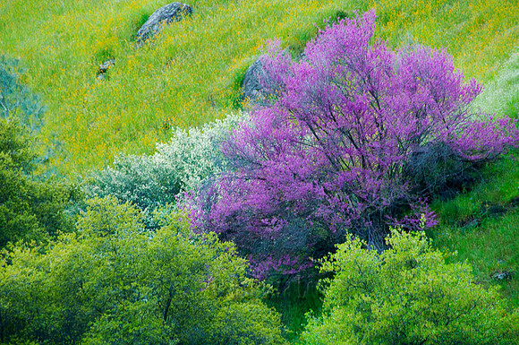 Redbud