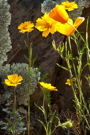 California Poppies Bloom Against a Rock Wall Along Highway 120 in the California Mother Lode - March, 2009