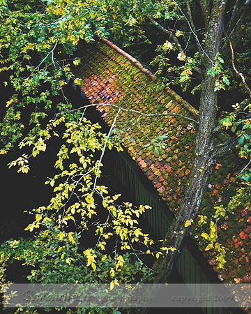 Autumn Roof
