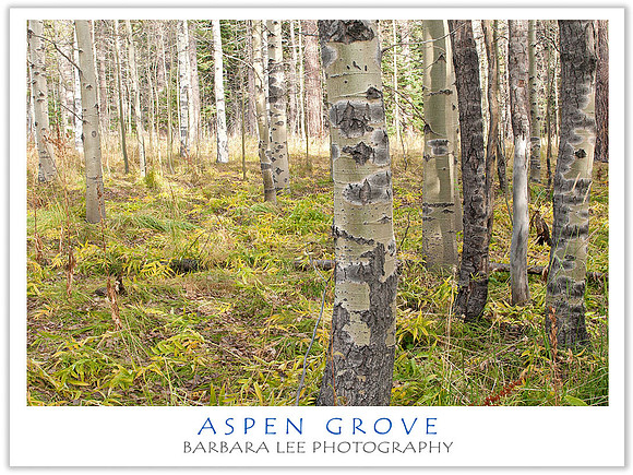 Aspen Grove