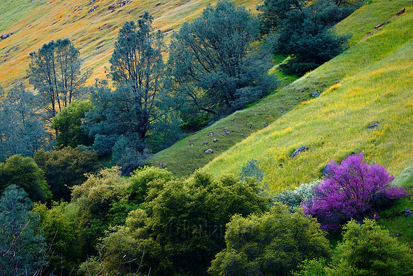 Colors in the Canyon