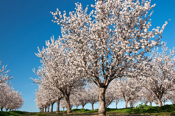 Blossom Rows