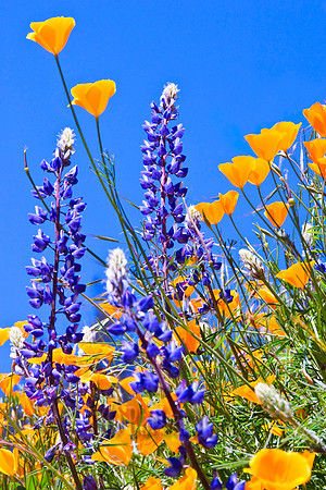 Orange and Blue