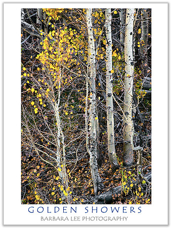 Golden Showers - Hope Valley, California Sierras