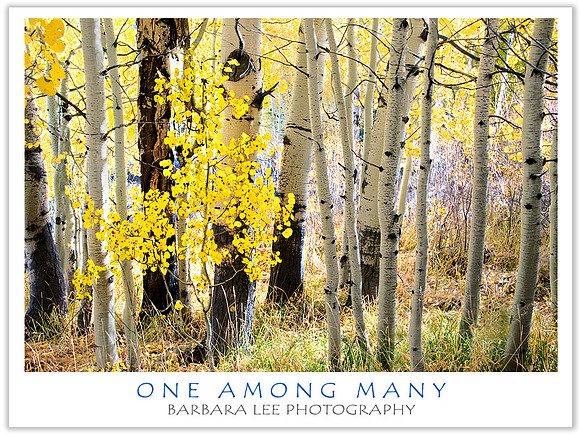 One Among Many