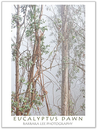 Eucalyptus Dawn