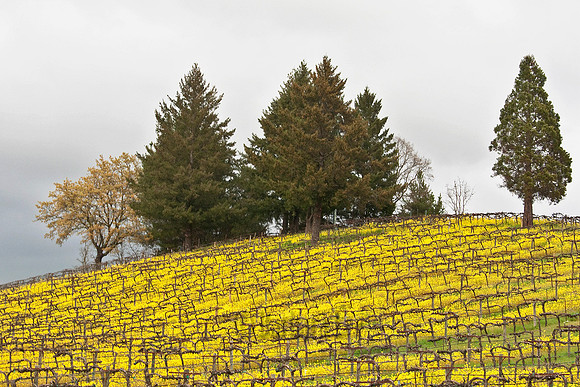 Mustards on the Old Redwood Highway