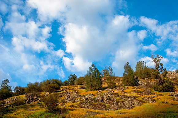 Clouds and Poppies
