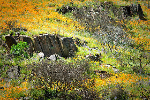 Poppy Fields and Stones